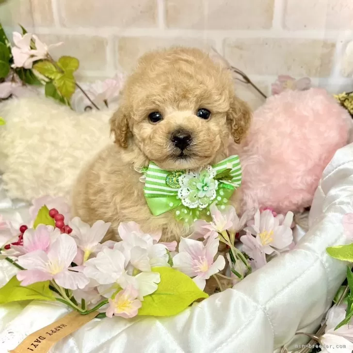 ID:2404-03797の子犬