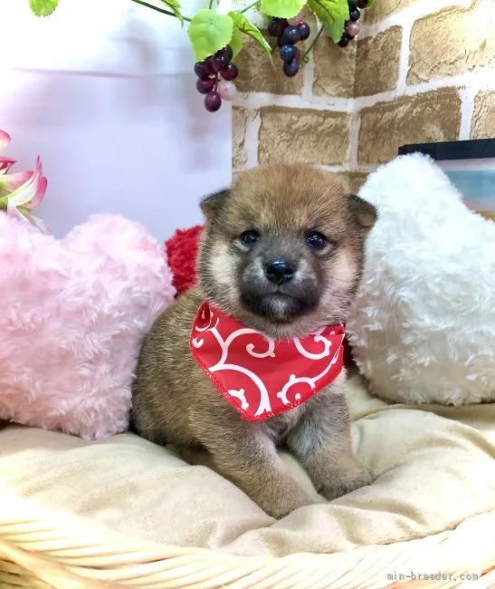 ID:2108-02000の子犬