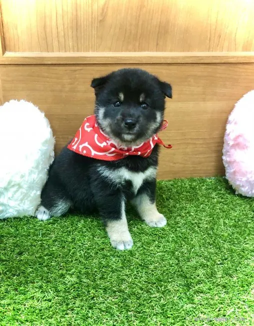 ID:2107-03776の子犬