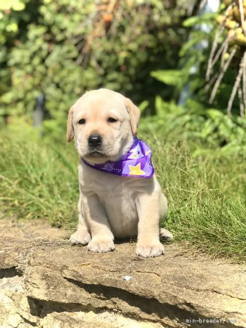 ID:2109-03127の子犬