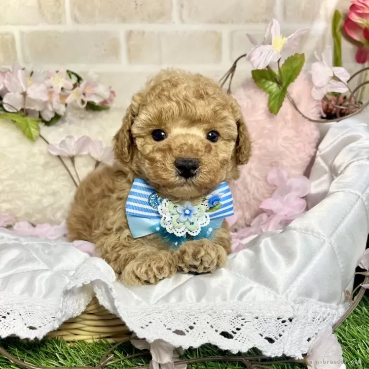 ID:2403-06265の子犬