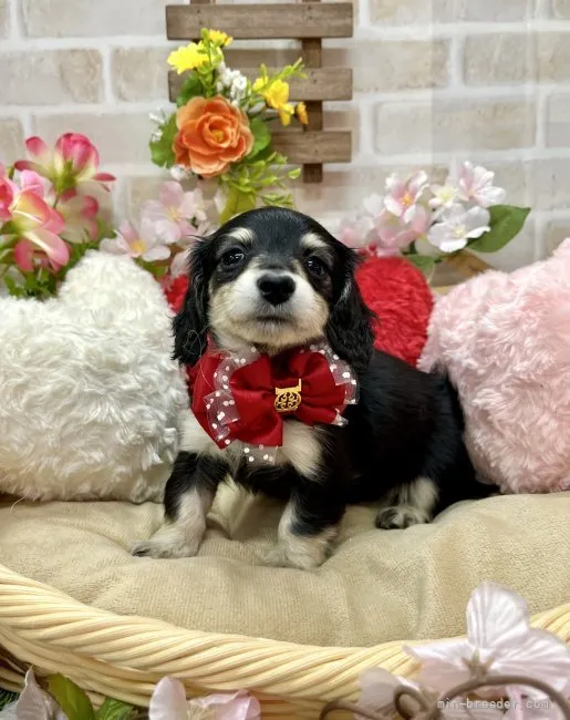 ID:2203-00007の子犬