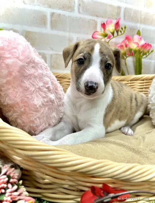 ID：2202-00160の子犬