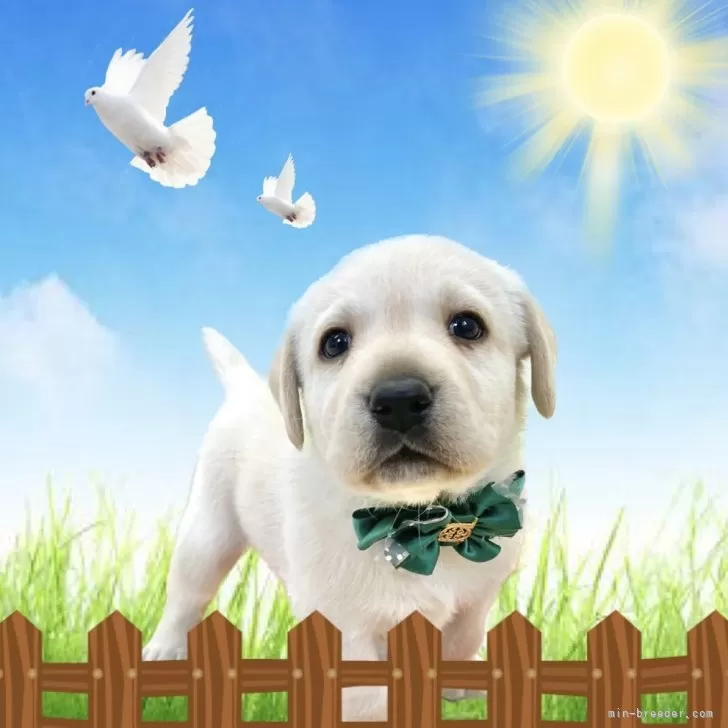ID：2405-01301の子犬