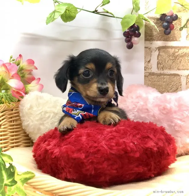 ID:2109-02139の子犬
