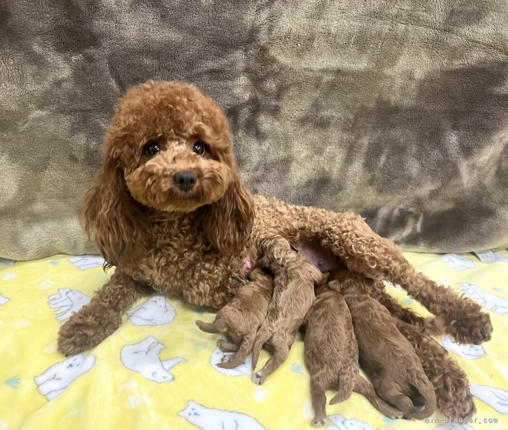 トイプードル【・女の子・2024年8月10日・レッド】