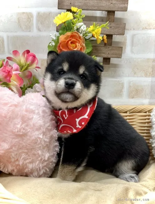 ID：2203-00275の子犬