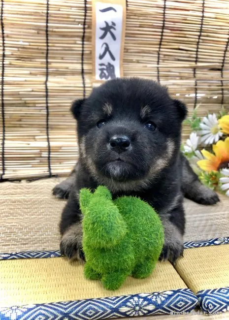 ID：2106-01940の子犬