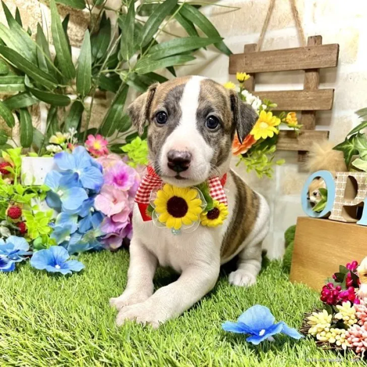 ID：2306-02678の子犬