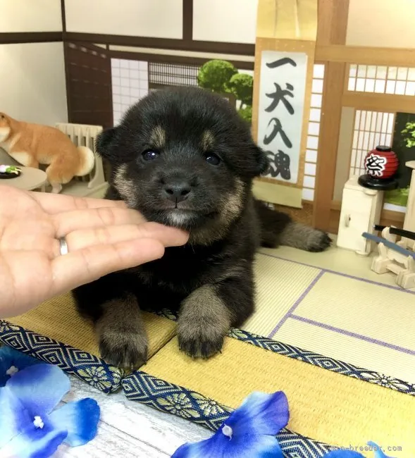 ID:2109-03916の子犬