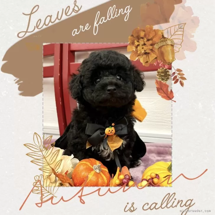 ID:2408-06725の子犬