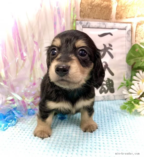 ID：2105-00398の子犬