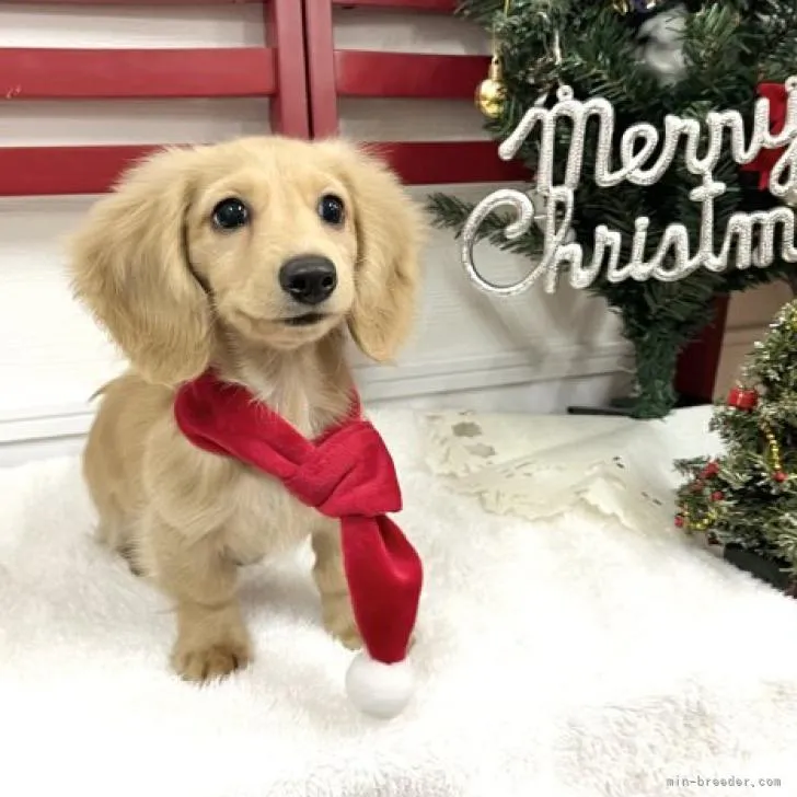 ID：2212-01394の子犬