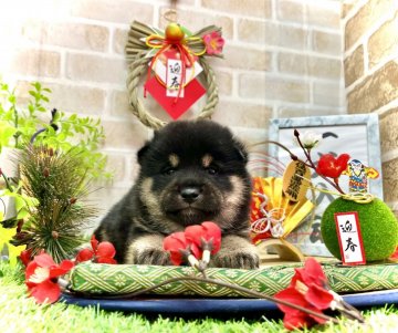 柴犬(豆柴)【愛知県・男の子・2021年11月20日・黒】の写真「☆両親豆柴認定犬☆両親遺伝子検査クリア☆」