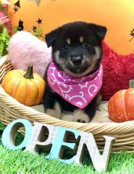 柴犬(標準サイズ)【愛知県・女の子・2021年8月27日・黒】の写真「父親→豆柴認定犬☆キラキラおめめの女の子(*☻-☻」