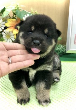 柴犬(豆柴)【愛知県・男の子・2021年2月27日・黒】の写真「両親豆柴認定犬♡両親遺伝子検査クリア♡」