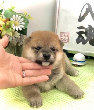 柴犬(豆柴)【愛知県・女の子・2021年2月25日・赤】の写真「両親豆柴認定犬♡両親遺伝子検査クリア♡」