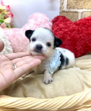 ミックス(母:ポメラニアン✖️父:チワワ)【愛知県・男の子・2021年8月1日・ブラックホワイト】の写真「モォ〜モォ〜🐮牛さん柄🐄両親遺伝子検査クリア☆」
