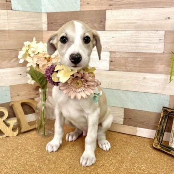 ウィペット【愛知県・男の子・2023年1月18日・フォーンホワイト】の写真「生涯最後に飼いたい犬種☆中型犬希少犬種☆」