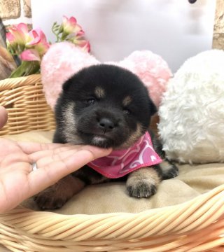 柴犬(豆柴)【愛知県・女の子・2021年8月7日・黒】の写真「母→豆柴☆  父→豆柴認定犬☆」