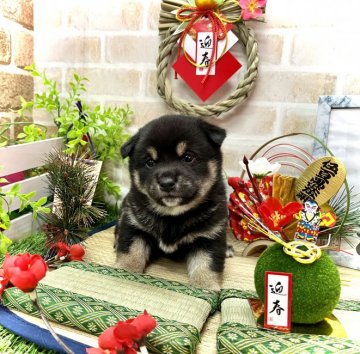 柴犬(豆柴)【愛知県・男の子・2021年11月20日・黒】の写真「母：豆柴　父：豆柴認定犬　☆両親遺伝子検査クリア☆」