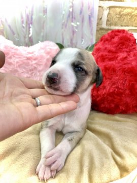 ウィペット【愛知県・男の子・2021年4月8日・ブリンドルホワイト】の写真「両親遺伝子検査クリア♡爽やかイケメンくんです♡」