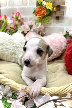 ウィペット【愛知県・男の子・2022年2月19日・フォーンホワイト】の写真「一度飼うとハマります☆おっとり家系です☆」