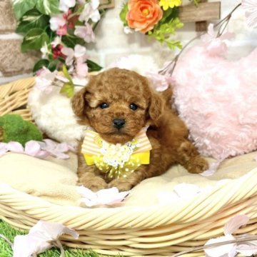 トイプードル(トイ)【愛知県・男の子・2023年2月3日・レッド】の写真「撮影ド緊張😂幼い雰囲気が可愛い末っ子くん🐶」
