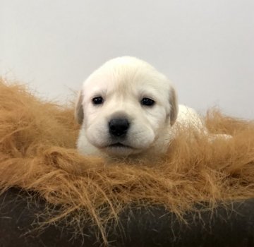 ラブラドールレトリバー【愛知県・女の子・2020年12月20日・イエロー】の写真「薄めのイエロー、まん丸で癒しのお顔立ちの女の子☆」