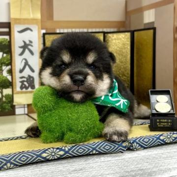 柴犬(豆柴)【愛知県・男の子・2022年6月10日・黒】の写真「マロ眉ハッキリ☆両親豆柴認定犬☆」