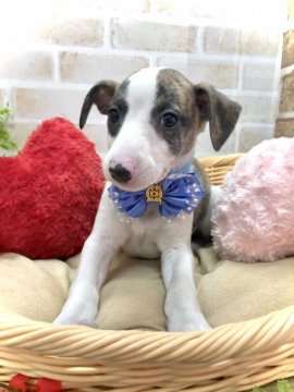 ウィペット【愛知県・男の子・2021年11月26日・ブリンドルホワイト】の写真「希少犬種☆落ち着きも早くて、多頭飼い向き☆」