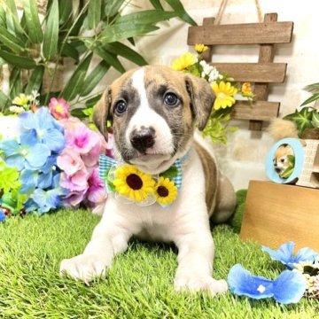 ウィペット【愛知県・男の子・2023年5月7日・ブリンドルホワイト】の写真「一度飼うとハマります☆掲載期間7/2(日)まで」