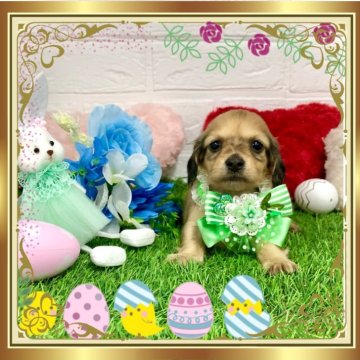 ミニチュアダックスフンド(ロング)【愛知県・男の子・2024年1月4日・シェーデッドイエロー】の写真「パパはカニンヘン☆小ぶりで可愛い男の子☆」