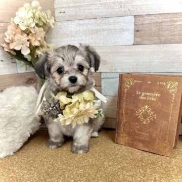 ミックス(チワワ✖️マルチーズ)、チワマル【愛知県・男の子・2023年6月10日・クリームセーブル】の写真「優しい〜お顔の男の子☆パパとママの良いところ取☆」