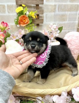 柴犬(豆柴)【愛知県・女の子・2022年1月29日・黒】の写真「両親豆柴認定犬☆両親遺伝子検査クリア☆」
