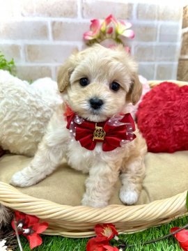 ミックス(マルチーズ×トイプードル)【愛知県・女の子・2021年12月10日・クリーム】の写真「人気No.1ミックスちゃん☆マルチーズ寄りです☆」