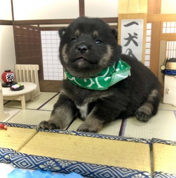 柴犬(豆柴)【愛知県・男の子・2021年10月7日・黒】の写真「ママは豆柴☆パパは豆柴認定犬☆」
