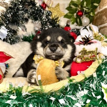 柴犬(標準サイズ)【愛知県・女の子・2023年10月15日・黒】の写真「マロ眉がチャームポイント☆おっとりな女の子☆」