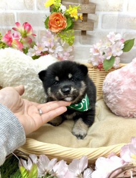 柴犬(豆柴)【愛知県・男の子・2022年1月22日・黒】の写真「ママは豆柴☆パパは豆柴認定犬☆小ぶりな男の子☆」