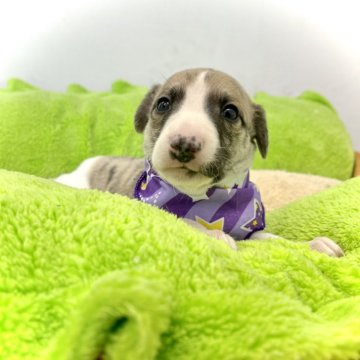 ウィペット【愛知県・男の子・2024年3月29日・ブリンドルホワイト】の写真「一度飼うとハマります☆飼いやすい中型犬です☆」