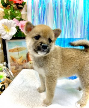 柴犬(標準サイズ)【愛知県・女の子・2021年5月28日・赤】の写真「父豆柴認定犬☆
募集期間→7/24まで　」
