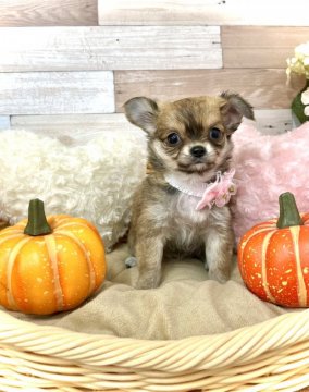 チワワ(ロング)【愛知県・女の子・2021年8月27日・フォーン】の写真「両親遺伝子検査クリア☆小ぶりで可愛い女の子☆」