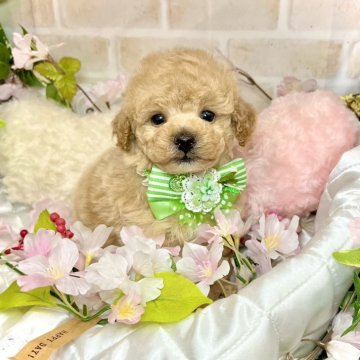 トイプードル(トイ)【愛知県・男の子・2024年3月2日・クリーム】の写真「モッフモフの爆毛☆ドワーフ（短足）の可愛い男の子☆」