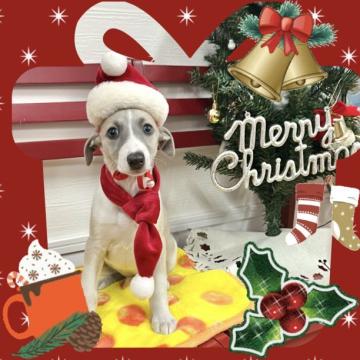 ウィペット【愛知県・女の子・2022年10月4日・フォーン&ホワイト】の写真「落ち着きが早く、飼いやすい中型希少犬種☆パパ良血統」