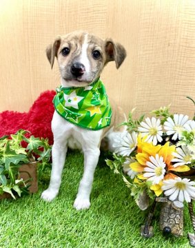 ウィペット【愛知県・男の子・2021年12月24日・ブリンドルホワイト】の写真「一度飼うとハマります☆中型犬オススメNO.1☆」
