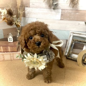 トイプードル(トイ)【愛知県・男の子・2023年11月8日・レッド】の写真「甘えん坊な可愛い末っ子くん☆」