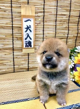 柴犬(豆柴)【愛知県・男の子・2021年5月16日・赤】の写真「両親豆柴認定犬☆小ぶりで物怖じしない性格かも☆」