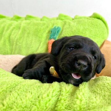 ラブラドールレトリバー【愛知県・男の子・2024年4月8日・ブラック】の写真「両親良血統☆ブラックの男の子は1頭のみです‼︎」