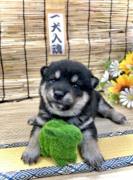 柴犬(豆柴)【愛知県・男の子・2021年5月20日・黒】の写真「母→豆柴☆ 父→豆柴認定犬☆ 兄弟で1番小ぶりくん」
