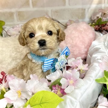 マルプー(マルチーズ×トイプードル)【愛知県・男の子・2024年3月3日・クリーム&ホワイト】の写真「おめめクリクリのイケメンBOY☆」